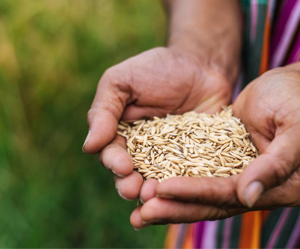 Mitti – Pure & Organic Rice for a Healthier Life – Discover the ...